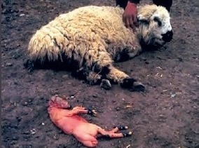 شناسایی عوامل سقط جنین در گوسفندان