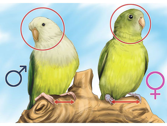 تعیین جنسیت پرندگان زینتی